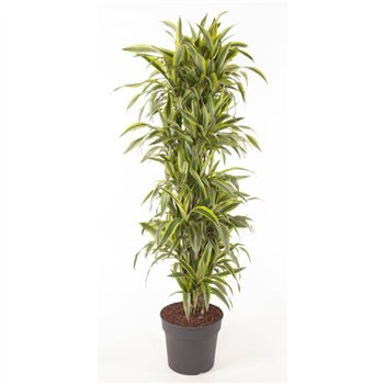 Dracena fragr  der lemon lime Lemon Lime branched P341 pp 170cm 34cm Q2318