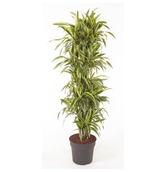 Dracena fragr  der lemon lime Lemon Lime branched P341 pp 170cm 34cm Q2318