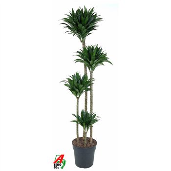 Dracena fragr  compacta Compacta 120-90-60-304 pp 160cm 27cm Q2319