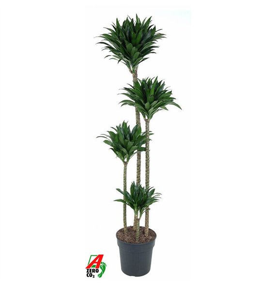Dracena fragr  compacta Compacta 120-90-60-304 pp 160cm 27cm Q2319