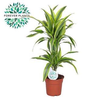 Dracena fragr  der lemon lime Lemon Lime p17 30+10 2 pp 75cm 17cm Q2320
