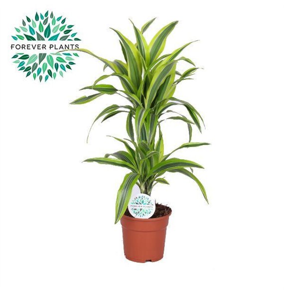 Dracena fragr  der lemon lime Lemon Lime p17 30+10 2 pp 75cm 17cm Q2320