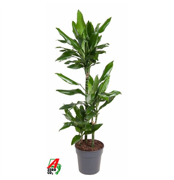 Dracena fragr  janet lind Janet Lind 60-30-15pp 100cm 21cm Q2321