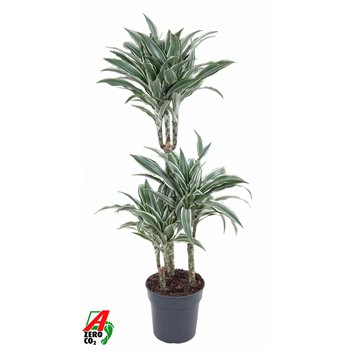 Dracena fragr  compacta white jewel White Jewel 60-30-153 pp 110cm 21cm Q2322