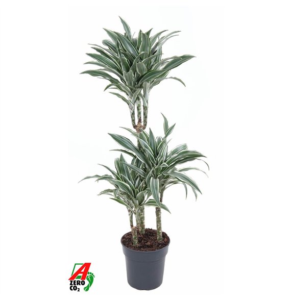 Dracena fragr  compacta white jewel White Jewel 60-30-153 pp 110cm 21cm Q2322