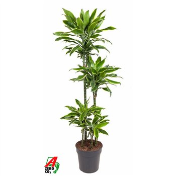 Dracena fragr  golden coast Gold Coast 90-60-30-15pp 140cm 27cm Q2323