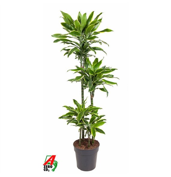 Dracena fragr  golden coast Gold Coast 90-60-30-15pp 140cm 27cm Q2323