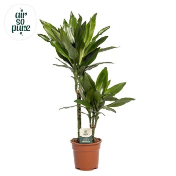Dracena frag  der janet lind Janet Lind p17 30+10 2 pp 75cm 17cm Q2324