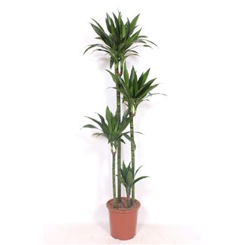 Dracena fragr  janet craig Janet Craig 120-90-60-30 3 pp 180cm 27cm Q2326