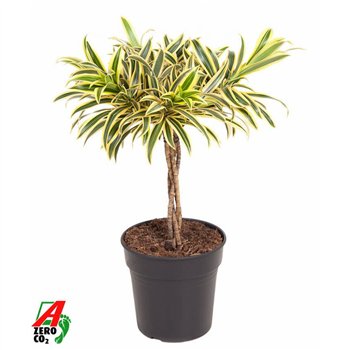 Dracena reflexa song of india Song Of India braided stem P213 pp 60cm 21cm Q2327