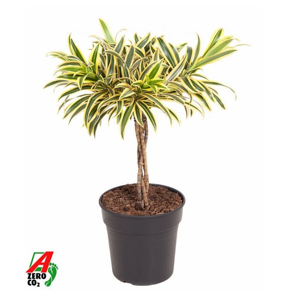 Dracena reflexa song of india Song Of India braided stem P213 pp 60cm 21cm Q2327