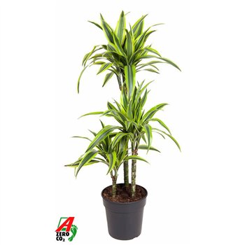 Dracena fragr  der lemon lime Lemon Lime 60-30-15pp 100cm 21cm Q2328