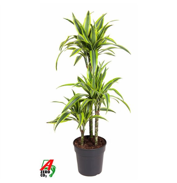Dracena fragr  der lemon lime Lemon Lime 60-30-15pp 100cm 21cm Q2328