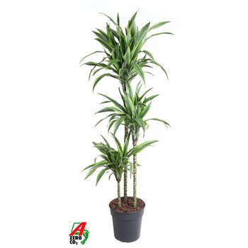 Dracena fragr  der lemon lime Lemon Lime 90-60-30pp 130cm 24cm Q2329