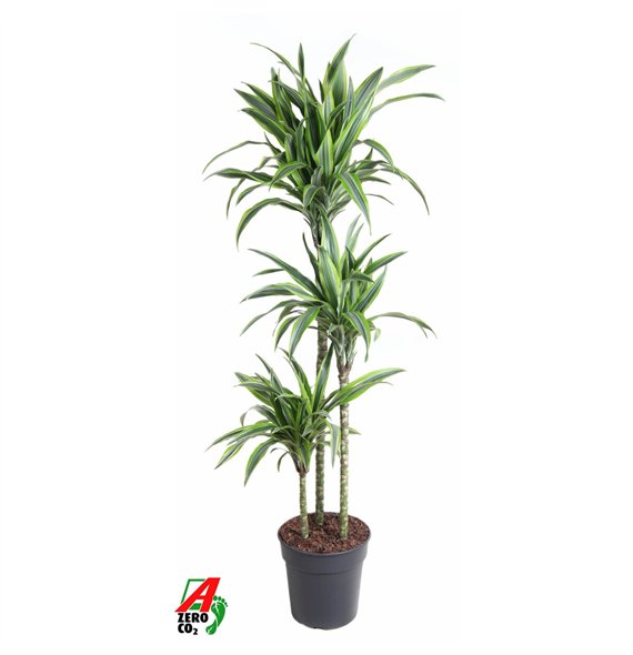 Dracena fragr  der lemon lime Lemon Lime 90-60-30pp 130cm 24cm Q2329