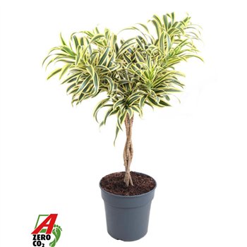 Dracena reflexa song of india Song Of India braided stem P24pp 80cm 24cm Q2330