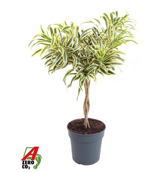 Dracena reflexa song of india Song Of India braided stem P24pp 80cm 24cm Q2330