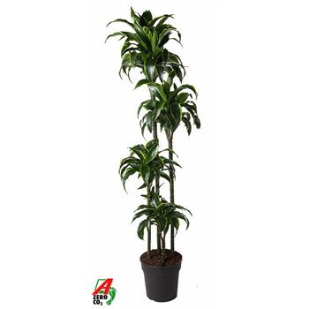 Dracena fragr  compacta dorado Dorado 120-90-60-30pp 170cm 27cm Q2331