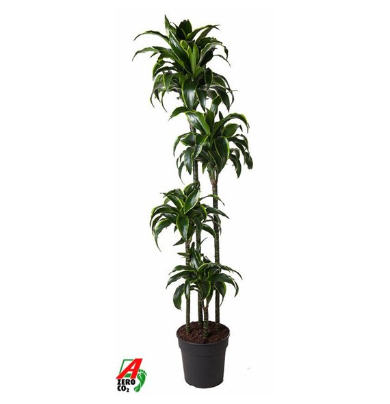 Dracena fragr  compacta dorado Dorado 120-90-60-30pp 170cm 27cm Q2331
