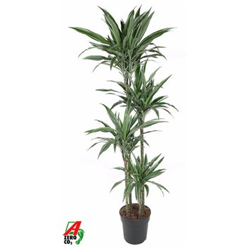 Dracena fragr  der warneckei Warneckei 120-90-60-30pp 180cm 27cm Q2332