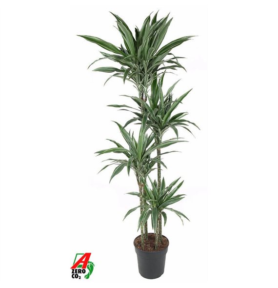 Dracena fragr  der warneckei Warneckei 120-90-60-30pp 180cm 27cm Q2332