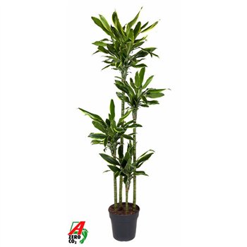 Dracena fragr  golden coast Gold Coast 120-90-60-30pp 180cm 27cm Q2333