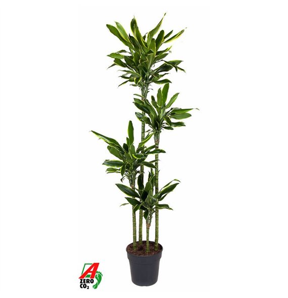 Dracena fragr  golden coast Gold Coast 120-90-60-30pp 180cm 27cm Q2333