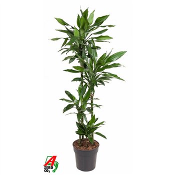 Dracena fragr  janet lind Janet Lind 90-60-30-15pp 150cm 27cm Q2335