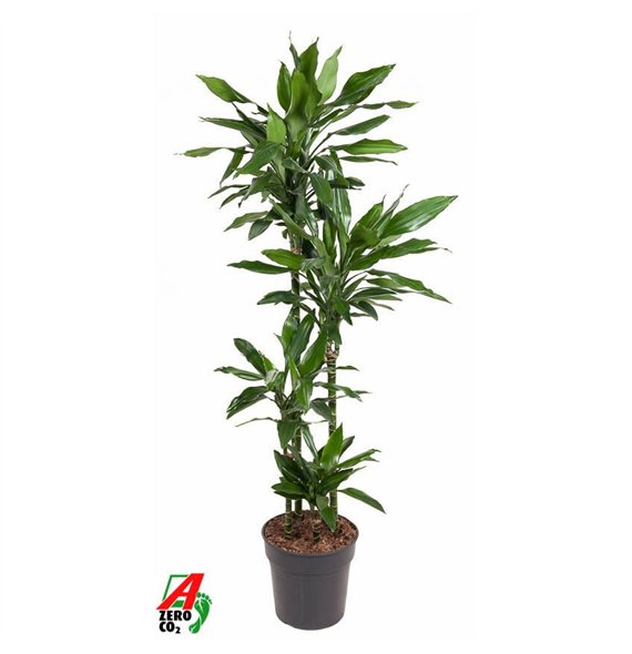 Dracena fragr  janet lind Janet Lind 90-60-30-15pp 150cm 27cm Q2335