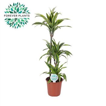 Dracena fragr  der lemon lime Lemon Lime p24 75+30+10 3 pp 125cm 24cm Q2336
