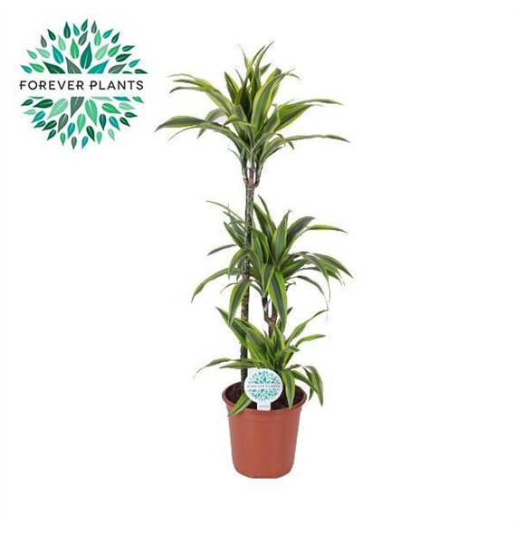 Dracena fragr  der lemon lime Lemon Lime p24 75+30+10 3 pp 125cm 24cm Q2336