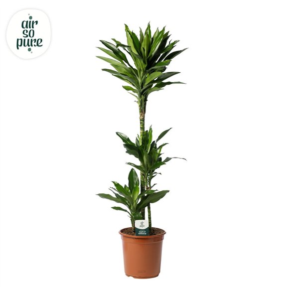 Dracena frag  der janet lind Janet Lind p24 75+30+10 3 pp 125cm 24cm Q2337