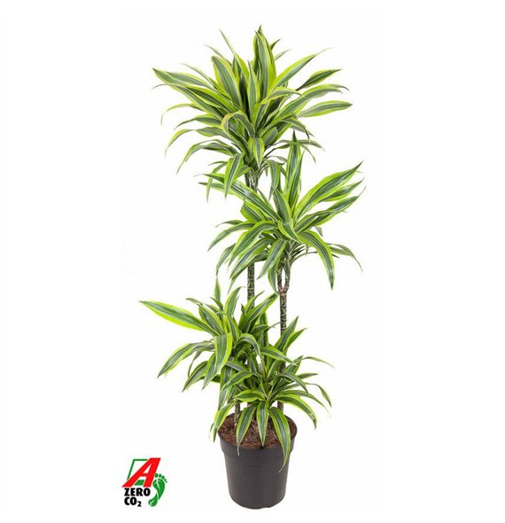 Dracena fragr  der lemon lime Lemon Lime 90-60-30-15pp 140cm 27cm Q2339