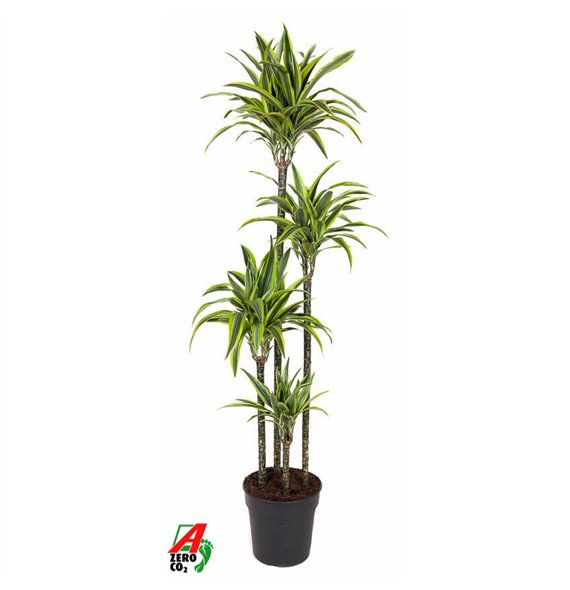 Dracena fragr  der lemon lime Lemon Lime 120-90-60-30pp 170cm 27cm Q2340