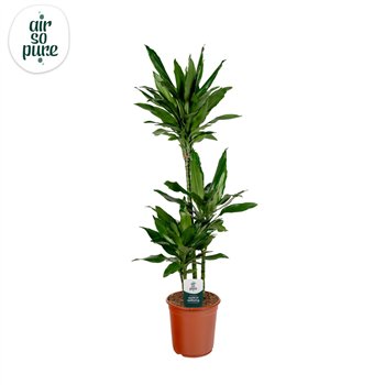 Dracena frag  der janet lind Janet Lind p24 75+30+10 (Air so Pure) 3 pp 125cm 24cm Q2341