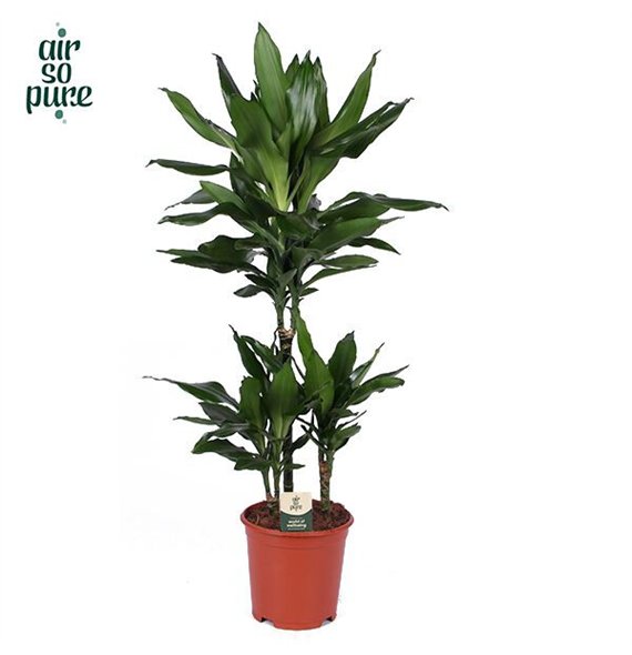 Dracena frag  der janet lind Janet Lind p21 45+15+10 (Air so Pure) 3 pp 90cm 21cm Q2342