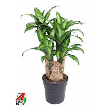 Dracena fragr  massangeana Massangeana1 pp 80cm 24cm Q2351