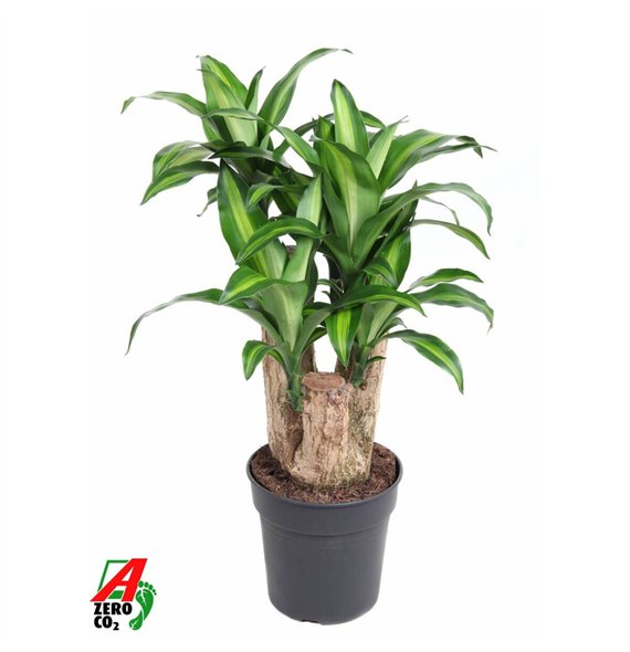 Dracena fragr  massangeana Massangeana1 pp 80cm 24cm Q2351