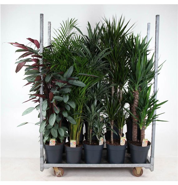 Dracena mixkar Beurs Promo kar 06 1 pp 140cm 27cm Q2358