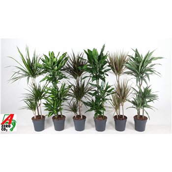 Dracena mixkar Mix 60-30-15 3 pp 110cm 21cm Q2363