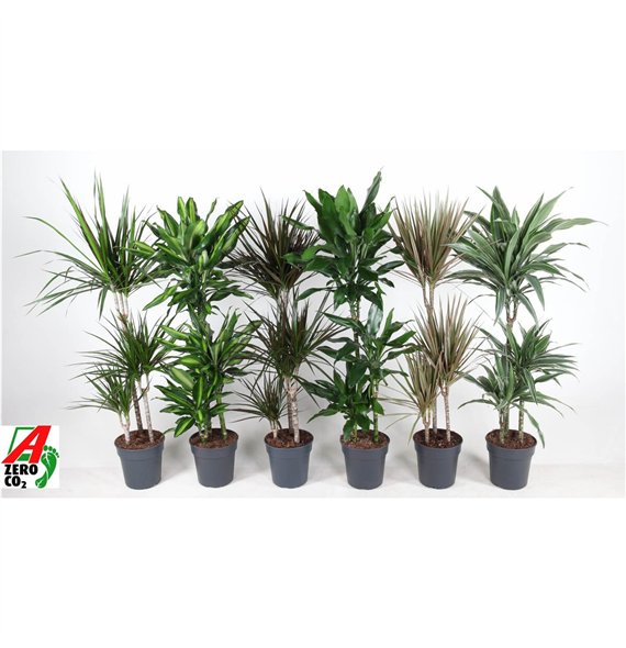 Dracena mixkar Mix 60-30-15 3 pp 110cm 21cm Q2363