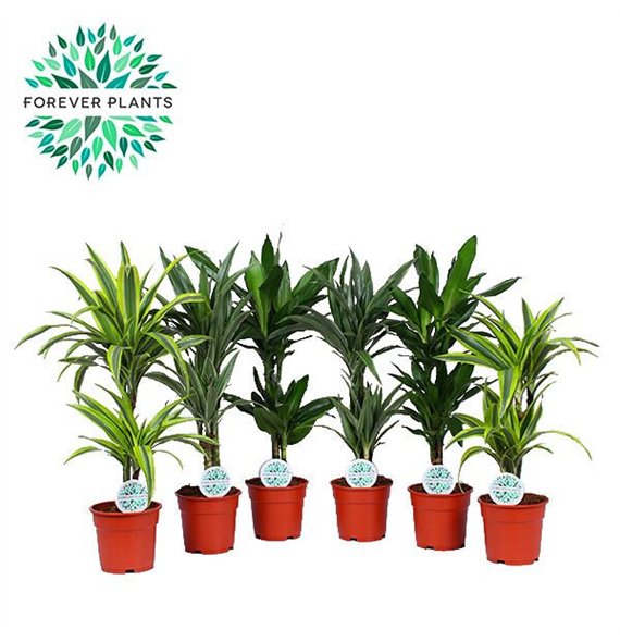 Dracena fragr  deremensis green Mix Deremensis p17 2 pp 65cm 17cm Q2364