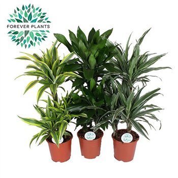 Dracena fragr  deremensis green Mix Deremensis p21 3 pp 100cm 21cm Q2365