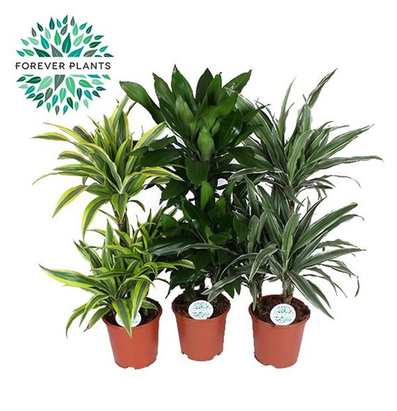 Dracena fragr  deremensis green Mix Deremensis p21 3 pp 100cm 21cm Q2365