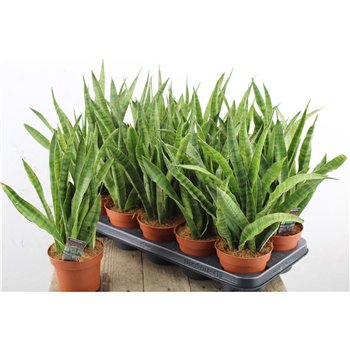Sanseveria greenline 35cm 12cm Q1285
