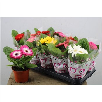 Gerbera mix 25cm 12cm Q2638