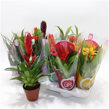Bromelia mix 26cm 10.5cm Q4429
