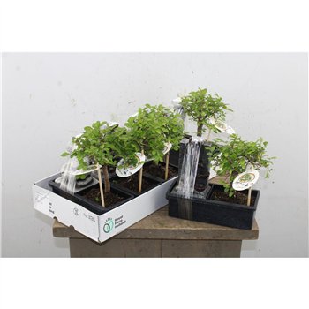 Bonsaj mix 25cm 22cm Q3947
