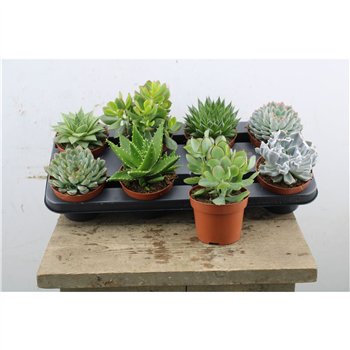 Sukulente mix 12cm 12cm Q1571