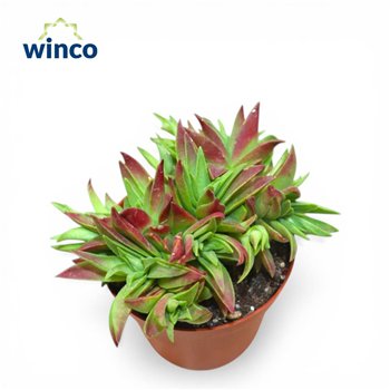 Crassula Capitella 15cm 8.5cm Q1630